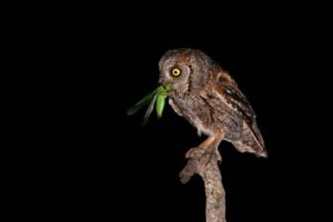 The 5 Foods Owls Love Most