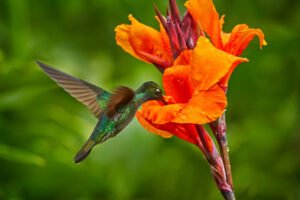 The 5 Foods Hummingbirds Love Most