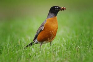 The 5 Foods Robins Love Most