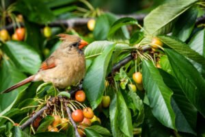 Top 5 Foods in the Diet of Female Cardinals