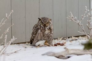 The 5 Foods Owls Love Most