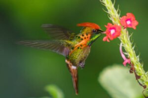 The 5 Foods Hummingbirds Love Most