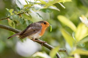 The 5 Foods Robins Love Most