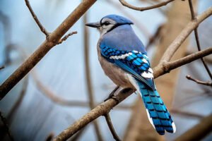 Pros and Cons of the Blue Jay for Our Planet