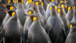 Pros and Cons of the Penguin in the Context of our Planet