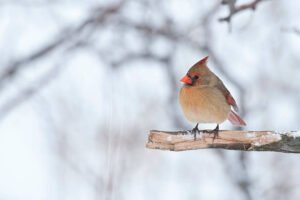 The Dimensions and Form of the Female Cardinal