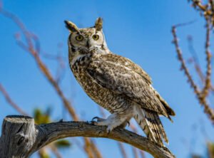 Pros and Cons of Owls in the Context of our Planet