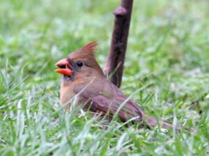 The Dimensions and Form of the Female Cardinal