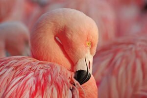 The Dimensions and Physical Configuration of the Flamingos