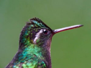 The Dimensions and form of the Hummingbird