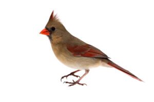 The Dimensions and Form of the Female Cardinal