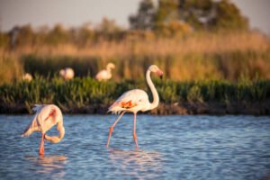 The Dimensions and Physical Configuration of the Flamingos