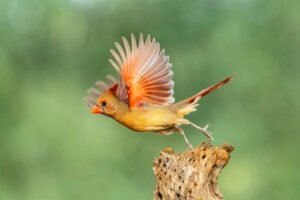 The Dimensions and Form of the Female Cardinal