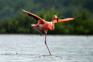 The Dimensions and Physical Configuration of the Flamingos